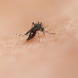 mosquito skin